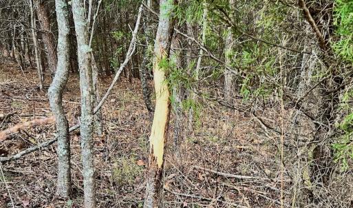 Photo #14 of 2743 Johnson School Road, Thaxton, VA 154.6 acres