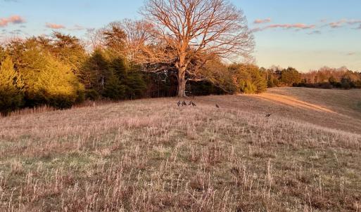 Photo #16 of 2743 Johnson School Road, Thaxton, VA 154.6 acres