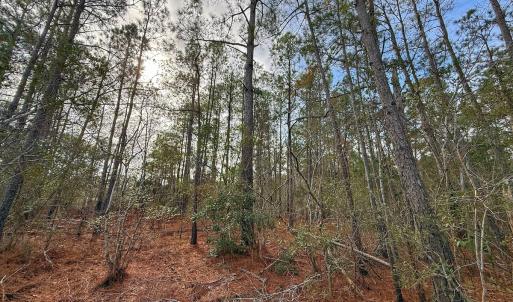 Photo #28 of SOLD property in Off Horne Rd, Lowland, NC 3.1 acres