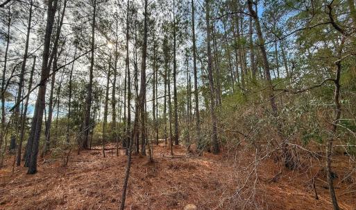 Photo #30 of SOLD property in Off Horne Rd, Lowland, NC 3.1 acres