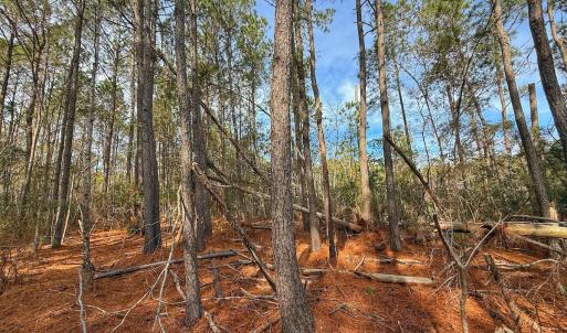 Photo #31 of SOLD property in Off Horne Rd, Lowland, NC 3.1 acres