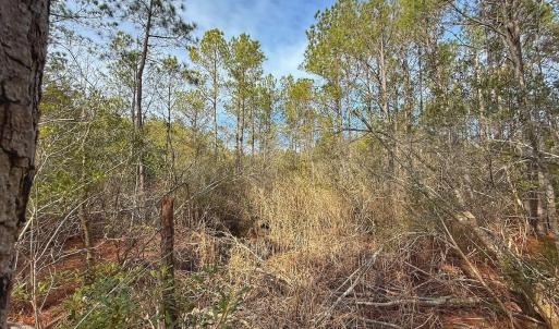 Photo #32 of SOLD property in Off Horne Rd, Lowland, NC 3.1 acres