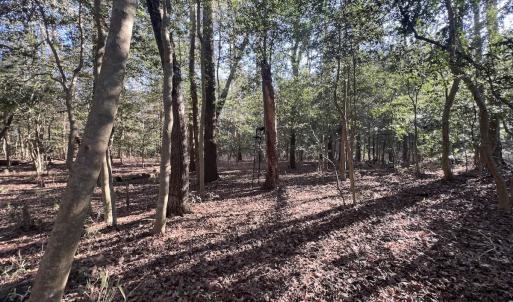 Photo #23 of 7723 East Langley Road, Elm City, NC 24.1 acres
