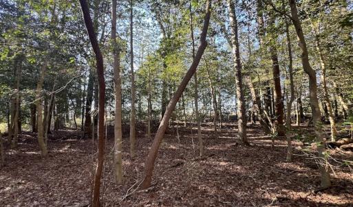 Photo #25 of 7723 East Langley Road, Elm City, NC 24.1 acres