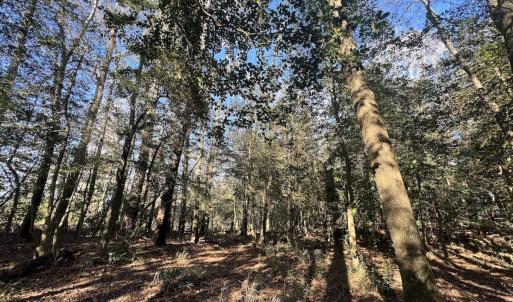 Photo #26 of 7723 East Langley Road, Elm City, NC 24.1 acres