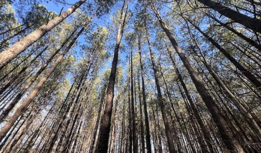 Photo #27 of 7723 East Langley Road, Elm City, NC 24.1 acres