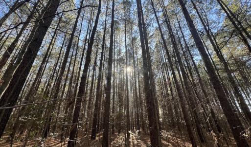 Photo #28 of 7723 East Langley Road, Elm City, NC 24.1 acres