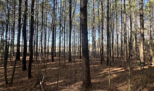 Photo #29 of 7723 East Langley Road, Elm City, NC 24.1 acres