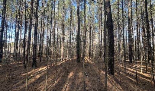 Photo #30 of 7723 East Langley Road, Elm City, NC 24.1 acres