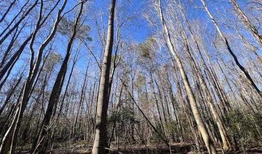 Photo #36 of SOLD property in Off Town Creek Road, Elm City, NC 108.2 acres