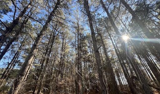 Photo #24 of SOLD property in Off Town Creek Road, Elm City, NC 26.4 acres