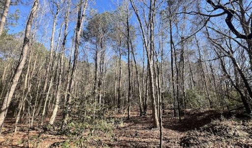 Photo #31 of SOLD property in Off Orchard Road, Elm City, NC 49.0 acres