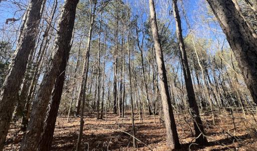 Photo #32 of SOLD property in Off Orchard Road, Elm City, NC 49.0 acres
