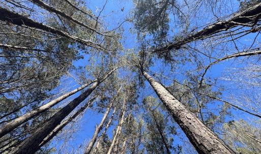 Photo #33 of SOLD property in Off Orchard Road, Elm City, NC 49.0 acres