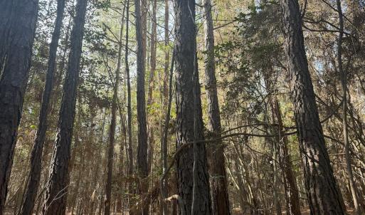 Photo #29 of SOLD property in Off Perkins Rd., Petersburg, VA 22.0 acres