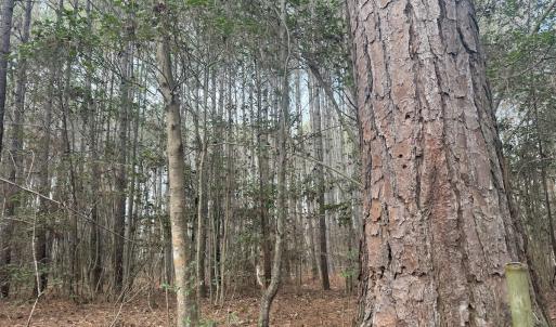 Photo #42 of SOLD property in Off Perkins Rd., Petersburg, VA 22.0 acres
