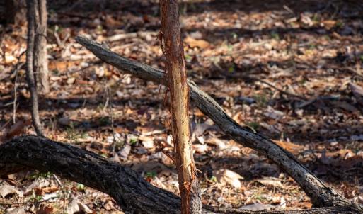 Photo #12 of Off Kemp Ford Rd., Union Hall, VA 7.1 acres