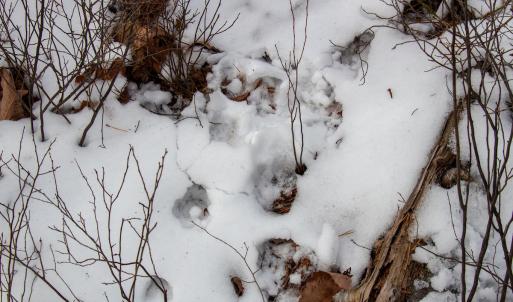 Photo #19 of Off Round Mountain Rd , Stuart, VA 5.7 acres