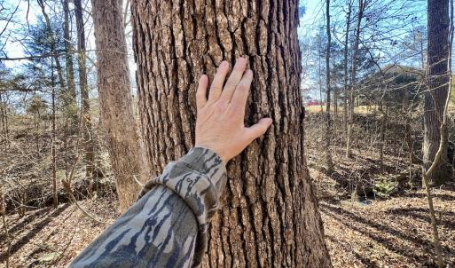 Photo #8 of Off Knollwood Dr, Burlington, NC 1.2 acres