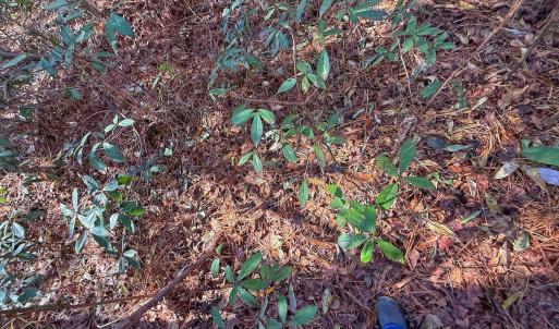 Photo #14 of 213 Saddlewood Dr, Goldsboro, NC 0.5 acres
