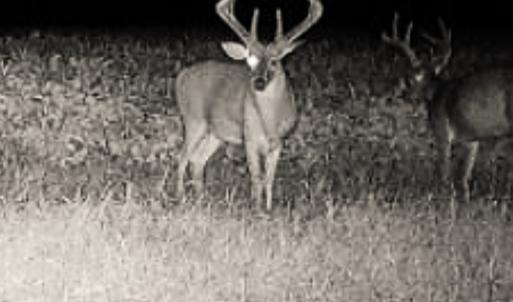 Photo #16 of Off Optimist Rd., Sussex, VA 244.4 acres