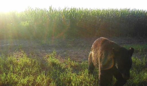 Photo #18 of Off Optimist Rd., Sussex, VA 244.4 acres
