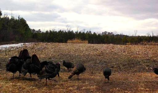 Photo #11 of Off Optimist Rd., Sussex, VA 244.4 acres