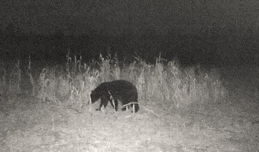 Photo #12 of Off Optimist Rd., Sussex, VA 244.4 acres
