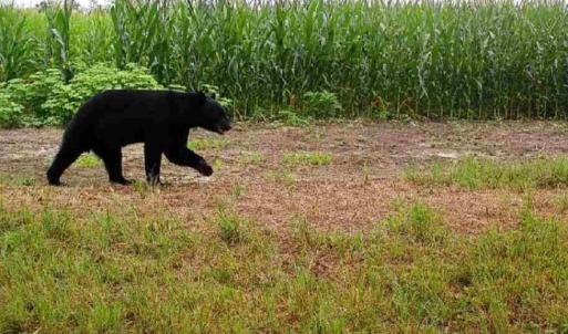 Photo #28 of Off Optimist Rd., Sussex, VA 244.4 acres