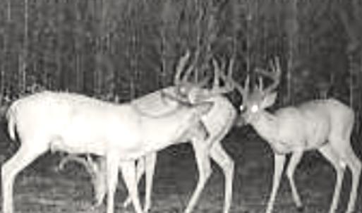 Photo #38 of Off Optimist Rd., Sussex, VA 244.4 acres