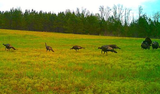 Photo #39 of Off Optimist Rd., Sussex, VA 244.4 acres