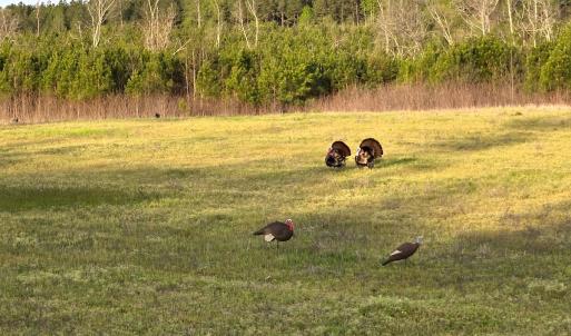 Photo #45 of Off Optimist Rd., Sussex, VA 244.4 acres