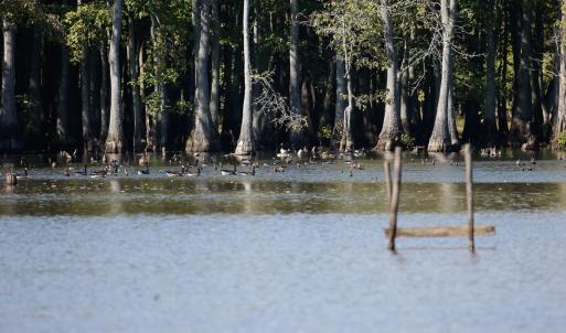 Photo #10 of SOLD property in Off Hwy 301, Halifax, NC 1,057.0 acres