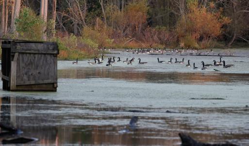 Photo #7 of SOLD property in Off Hwy 301, Halifax, NC 1,057.0 acres