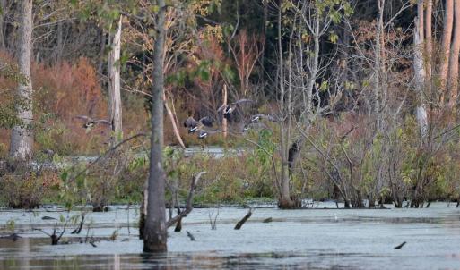 Photo #8 of SOLD property in Off Hwy 301, Halifax, NC 1,057.0 acres