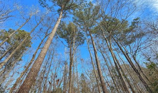 Photo #46 of SOLD property in 1520 Woodyard Rd, Rieglewood, NC 8.9 acres
