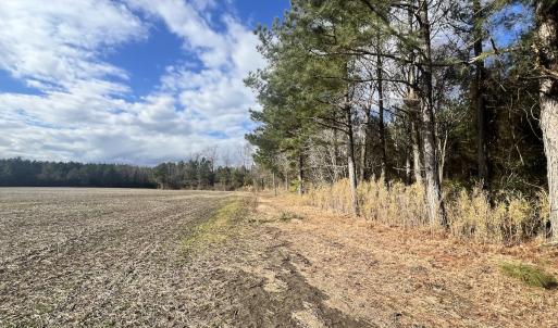 Photo #3 of Off Daniels Rd, Corapeake, NC 82.4 acres