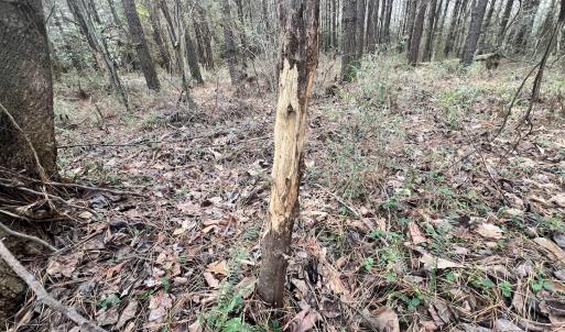 Photo #4 of Off Daniels Rd, Corapeake, NC 82.4 acres