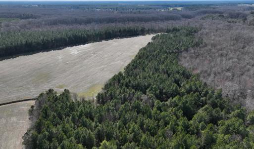 Photo #5 of Off Daniels Rd, Corapeake, NC 82.4 acres