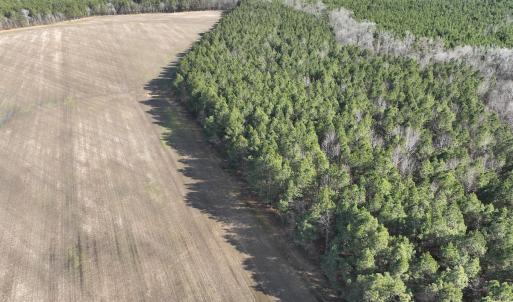 Photo #6 of Off Daniels Rd, Corapeake, NC 82.4 acres