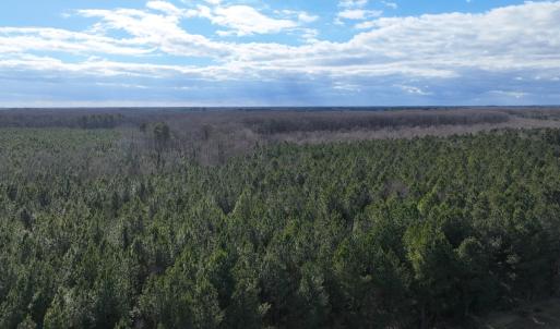 Photo #31 of Off Daniels Rd, Corapeake, NC 82.4 acres