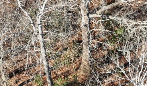 Photo #35 of Off Daniels Rd, Corapeake, NC 82.4 acres