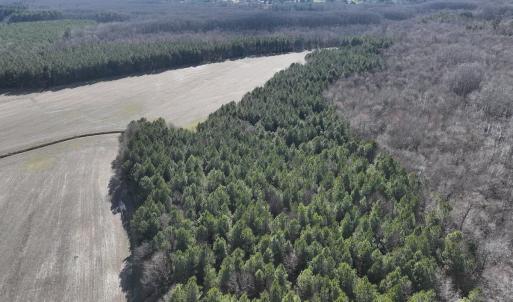 Photo #36 of Off Daniels Rd, Corapeake, NC 82.4 acres