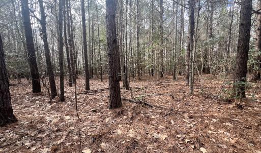 Photo #40 of Off Daniels Rd, Corapeake, NC 82.4 acres