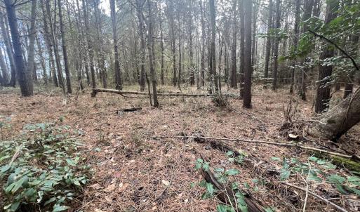 Photo #42 of Off Daniels Rd, Corapeake, NC 82.4 acres