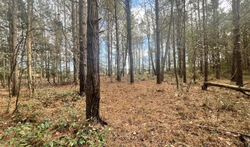 Photo #43 of Off Daniels Rd, Corapeake, NC 82.4 acres