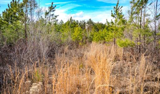 Photo #21 of Off Hicks Rd., Broadway, NC 31.1 acres