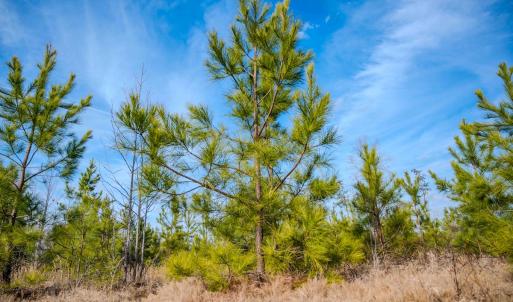 Photo #22 of Off Hicks Rd., Broadway, NC 31.1 acres