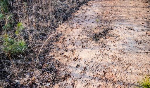 Photo #9 of Off Hicks Rd., Broadway, NC 31.1 acres