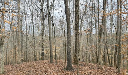 Photo #19 of Off Water Oak Road , Callands, VA 7.9 acres